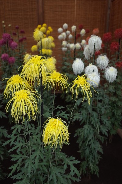 菊花-“伊色菊”白色和黄色