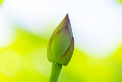 莲花