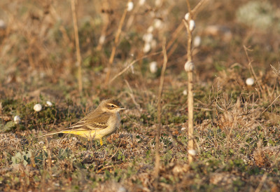 黄鹡鸰（Motacilla flava）