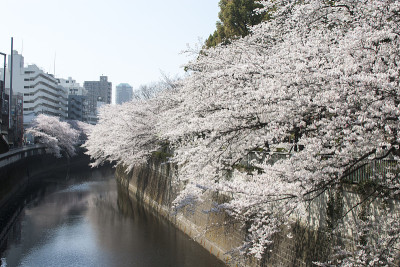 樱花