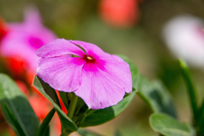小长春花花