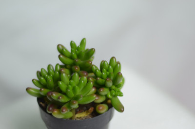 豆豉