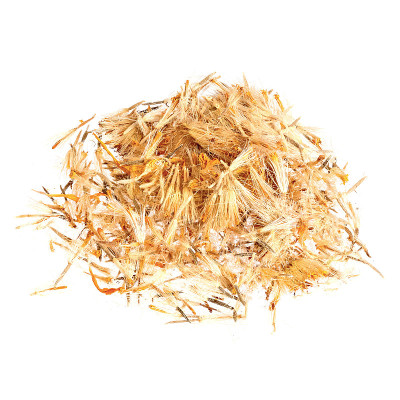 山金车山，山金车花孤立在白色。