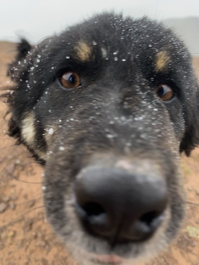 狗