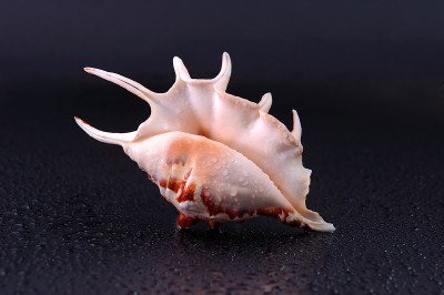 壳牌
