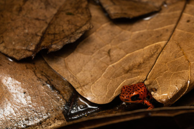 草莓毒箭蛙(Oophaga pumilio Bastimentos)