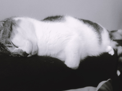 睡觉的猫