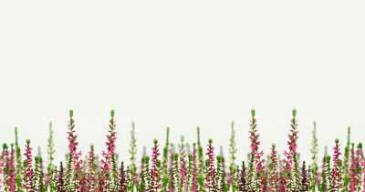 粉红色和白色的普通愈伤组织或石南花边界。花卉背景与复制空间