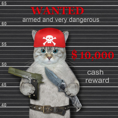 猫灰带刀带枪被通缉