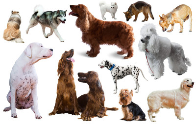 犬种孤立