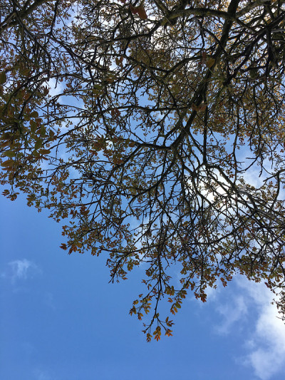 普通核桃树在2018年5月下旬开花
