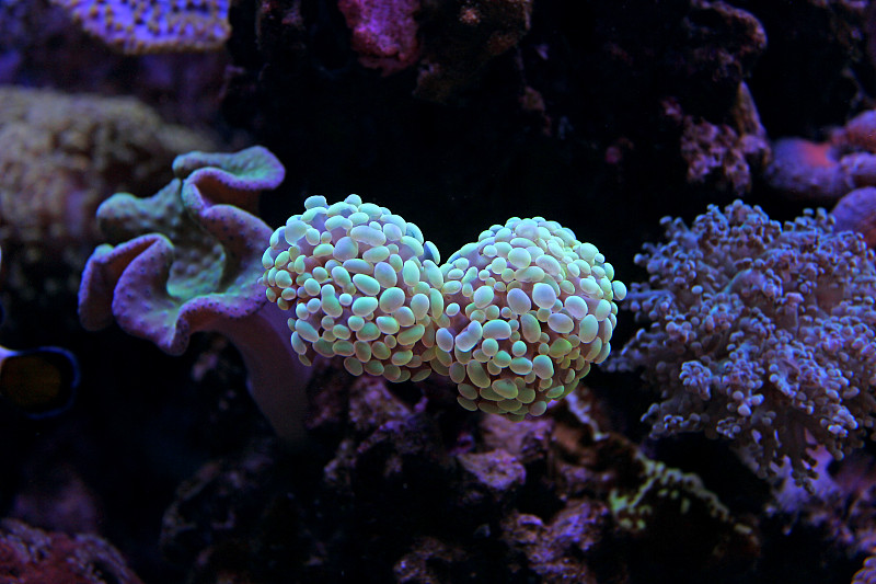 Euphyllia LPS珊瑚虫在水族馆