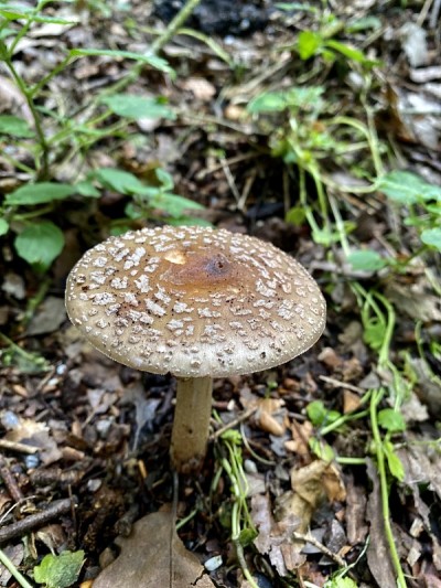 白毒伞伞菌/蘑菇近距离。