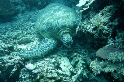 Turtles Sipadan记得