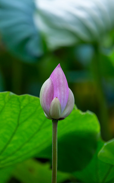 莲花