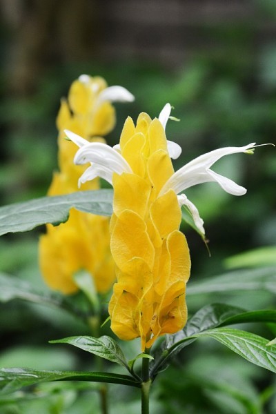 黄穗草
