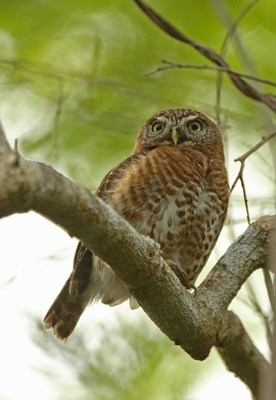 古巴Pygmy-owl