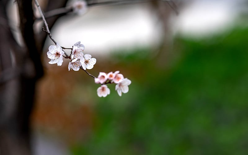 中国湖北武汉的樱花树。