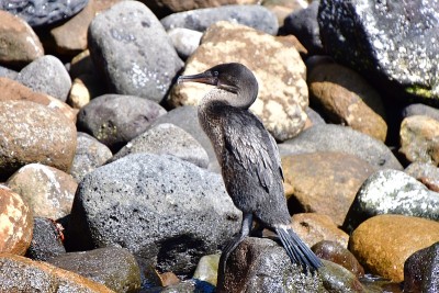 flightless cormoran