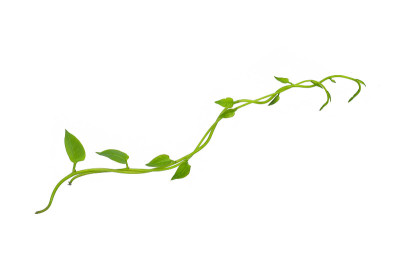Hanging vines ivy foliage jungle bush, heart shape