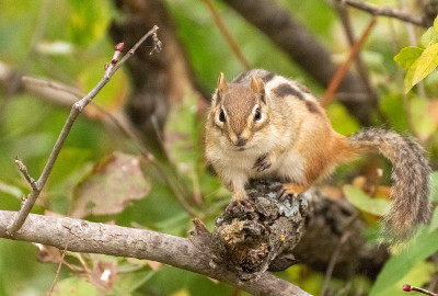 东部Chipmunk-3