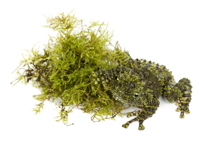 苔藓蛙旁边的苔藓，皮质下层