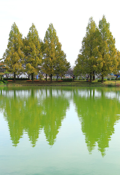 秋天的公园池塘和水杉树