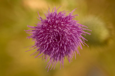 刺棘蓟,洋蓟蓟。Cynara Cardunculus。菊科野生菊科植物的花芽