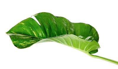 魔鬼的常春藤，金色的pothos, Epipremnum aureum，心形的叶子藤与大叶子孤立在白