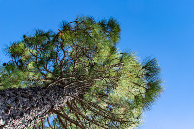 西班牙加那利群岛拉帕尔马岛上的一棵金丝雀松(Pinus canariensis)