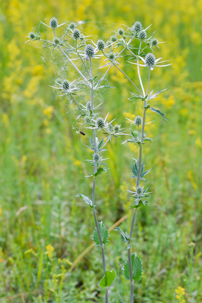 Eryngium campestre花