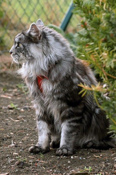 花园里有只缅因猫