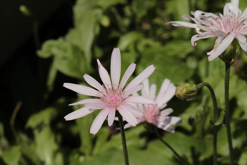 “红鹰须”花- Crepis Rubra