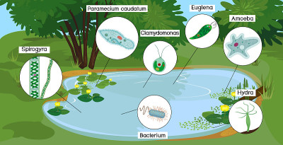 池塘生物区有微小的单细胞生物:原生动物(尾草履虫、变形变形虫、衣藻、绿球藻)、绿藻(小球藻、水绵)和