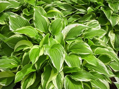 绿色hosats植物