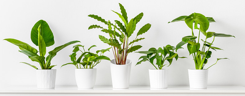 收藏各种热带室内植物陈列在白色陶瓷盆里。白色的架子上靠着白色的墙壁摆放着盆栽植物。家庭花园横幅。