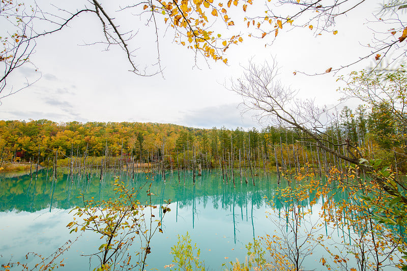 北海道碧池(aoilike)