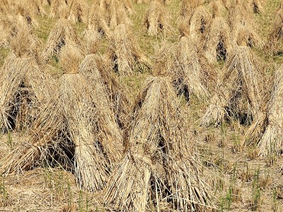 RICE15