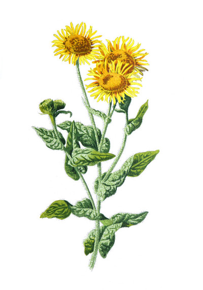 雏菊属的飞蓬属或灯盏花属。古董手绘田野花卉插图。古董花。野花插图。19世纪。
