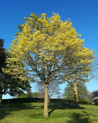 英国诺丁汉——2020年4月24日:在植物园里，一棵金黄色的树，长着许多淡黄色的叶子和一些绿色的叶子