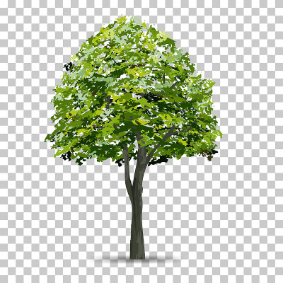 树孤立在透明的背景与软阴影。用于景观设计。公园和户外对象的想法，自然文章在印刷和网站。