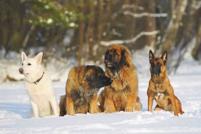 白色瑞士牧羊犬，两只leonberger和比利时玛利诺犬在冬天