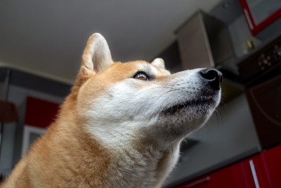 漂亮的姜黄色狗的嘴。底部视图,特写。日本柴犬