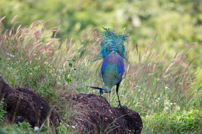 成年雄性绿孔雀或爪哇孔雀(Pavo muticus)
