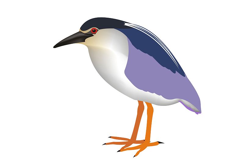 Illustration of a black-crowned night heron (Nycti