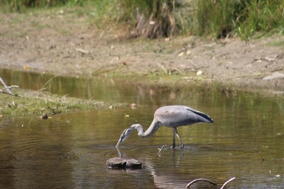 Blue Heron