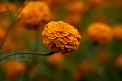 金盏花(Sayapatri)花