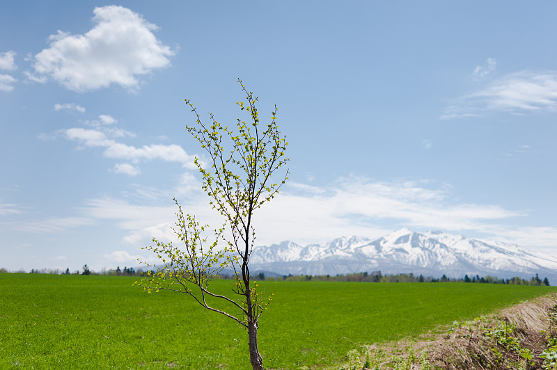 Saplings and 大雪山