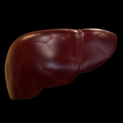 Human Internal Digestive Organ Liver Anatomy
