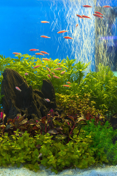 绿色美丽的热带淡水水族馆种植